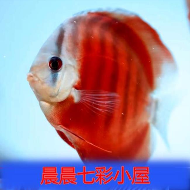 七彩红月的含义