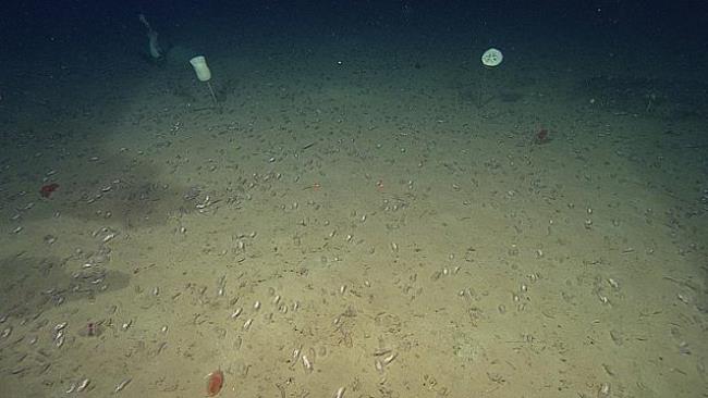 海里有多少未知生物