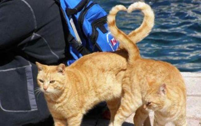 猫尾巴的十种意思