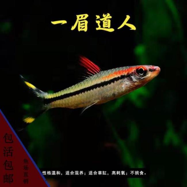 一眉道人多大的缸