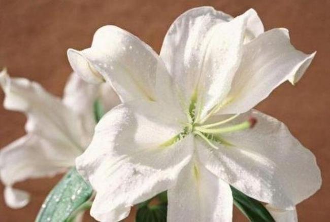 百合花的香味有哪些特点