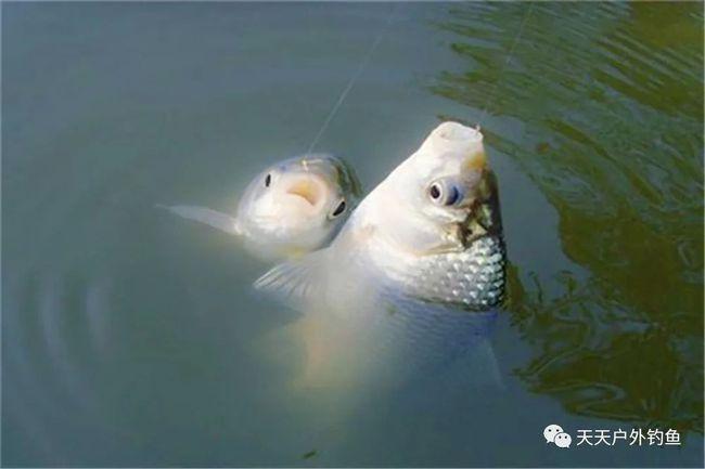 鱼咬钩的正确方法