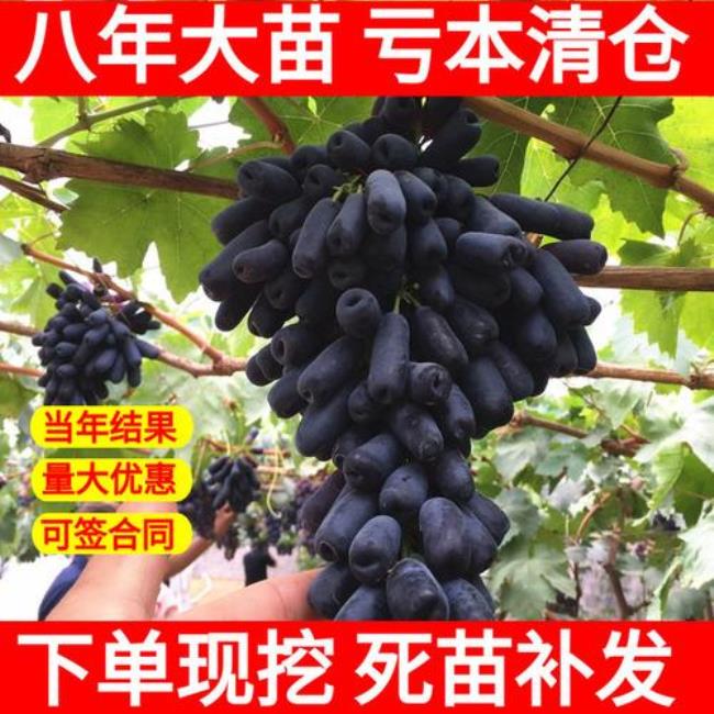 夏日阳光葡萄的优缺点分析