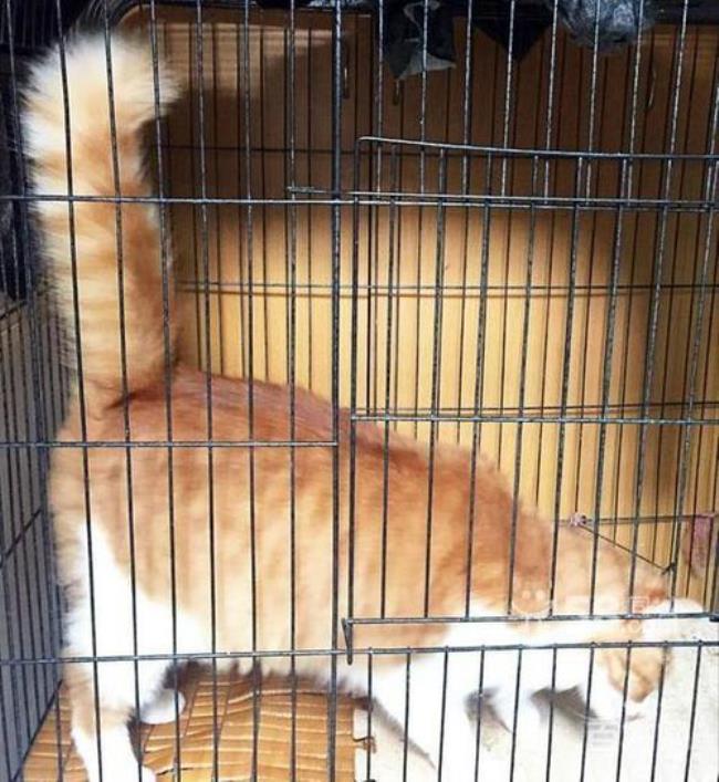 猫咪怎么看是不是松鼠尾