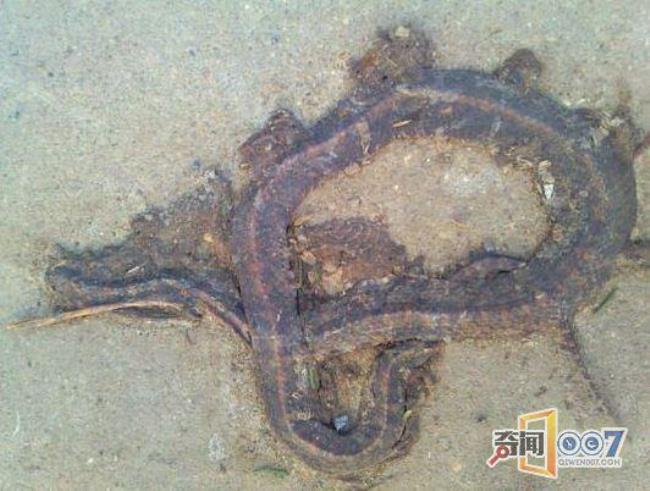 蛇会被摔死吗
