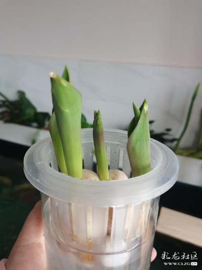 郁金香的生长过程