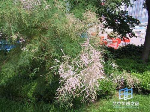 老红柳有多高