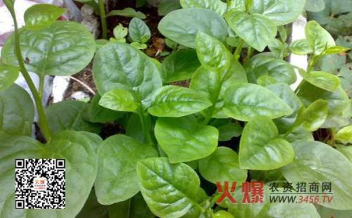 木耳菜播种好久出苗