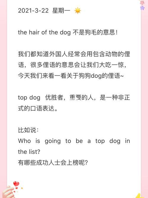 dog是啥子意思