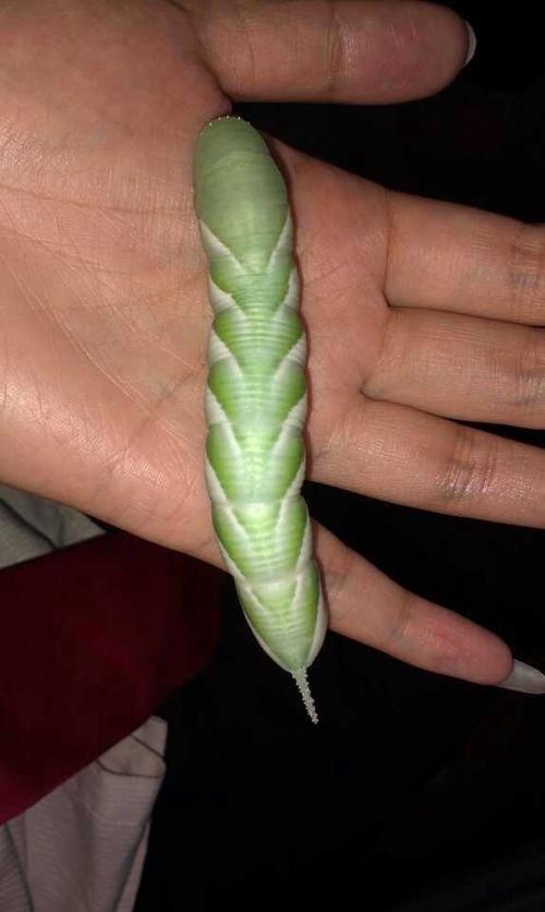 新物种有毒的叫什么虫