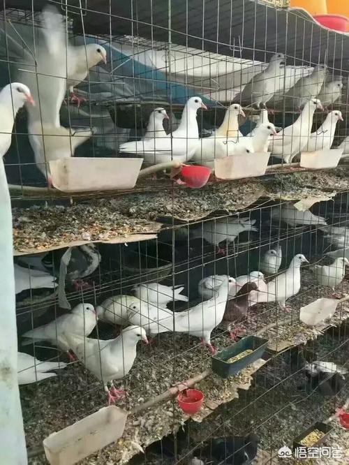 蛋鸽子养殖前景如何