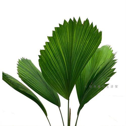 肉厚叶圆的绿色植物有哪些