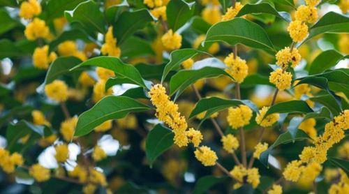 馥桂花特点