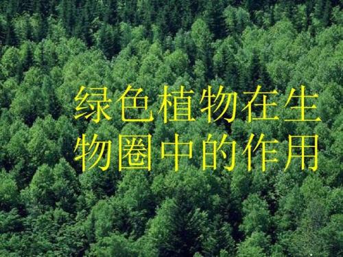 绿色植物的分类