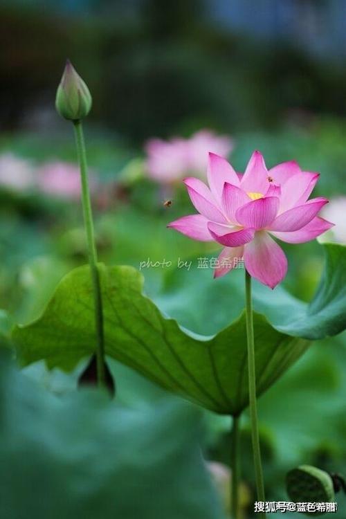 莲花心事原唱