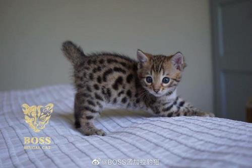♂♀什么来历