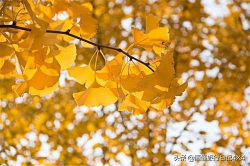 你见过银杏叶吗