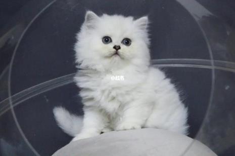 最长毛的猫是什么猫