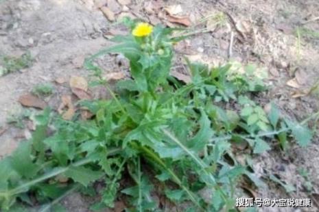 樱樱菜是野苋菜吗