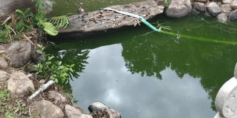 古法养鱼褐藻变绿藻的方法