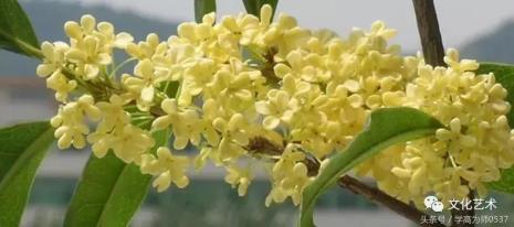 秋风玉露桂花香古诗