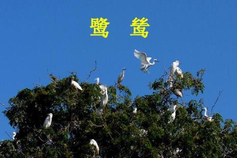 关于飞行的诗词有哪些