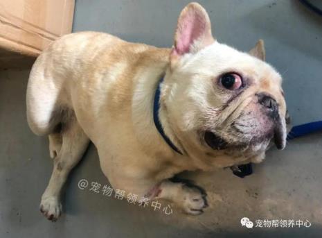 法斗眼睛颜色有几种