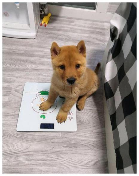 柴犬五个月体重是多少