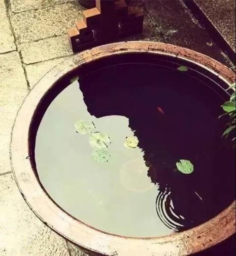 古法养鱼水质灰蒙蒙的