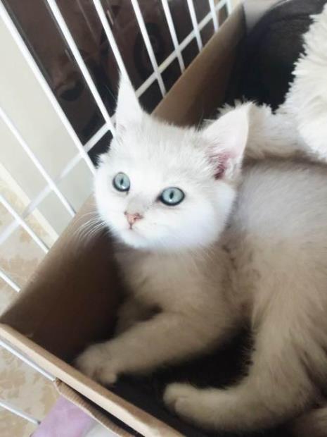 银点公猫发腮的最佳时机