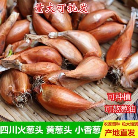 四川火葱和广东红葱有什么区别