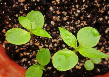 折枝花的种植方法