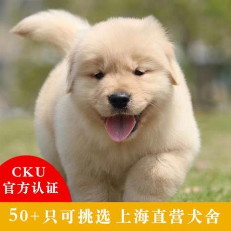双血统金毛幼犬怎么看品相