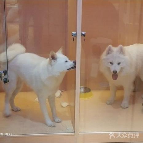 宠物店寄养狗狗怎么收费