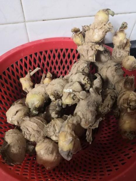 一包熟糖姜片能放冰柜里吗