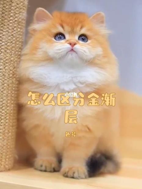 金渐层12色什么意思