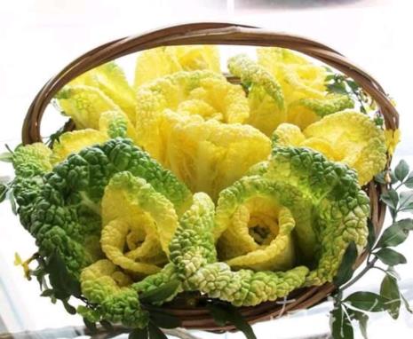 黄白菜有几种叫法