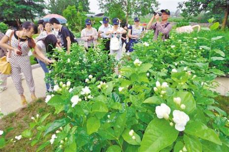 中华茉莉属于什么