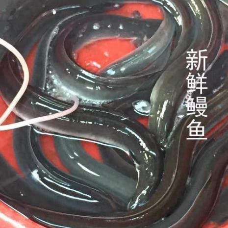 黄鳗鱼野生还是养殖