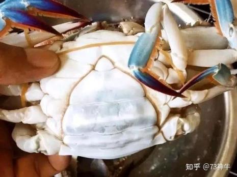 扁蟹怎么挑