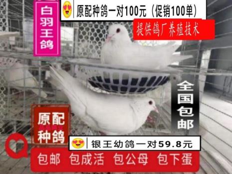 怎样从书里变出活鸽子
