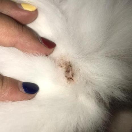 猫的生殖结构向哪个方向
