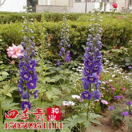 3月播种的大花飞燕草多久开花