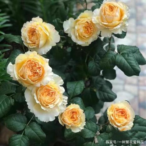 月季光明知更鸟的优缺点