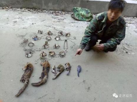滥捕滥猎林蛙怎样处罚