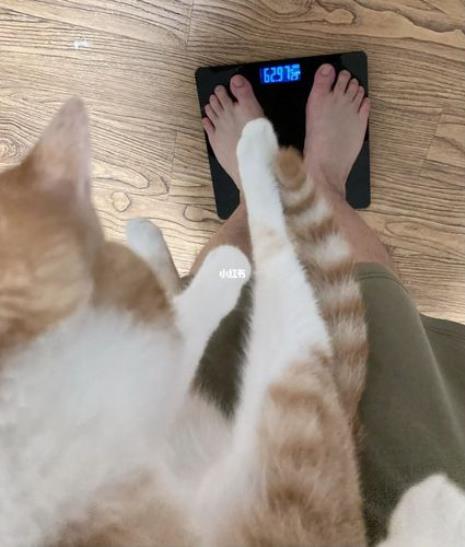 猫咪六个月正常体重对照