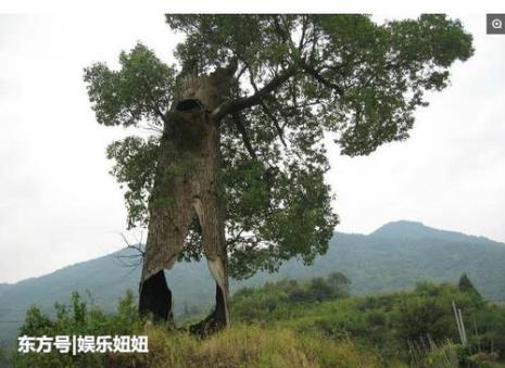 中国最奇特的十棵树