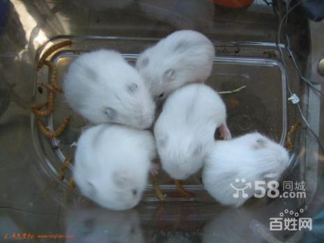 豚鼠和金丝熊养哪个好