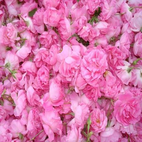 鲜玫瑰花怎样护肤