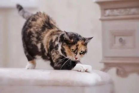一进家猫咪就抓几下东西